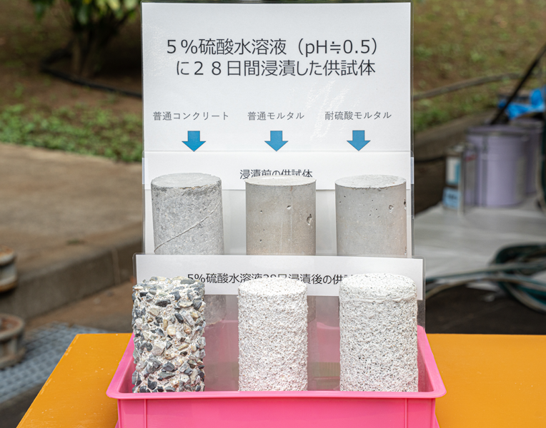 5%硫酸水溶液に浸漬した供試体の比較